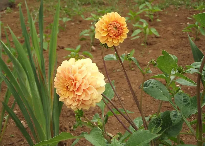 Casa De Ponta Εξοχικό σπίτι *