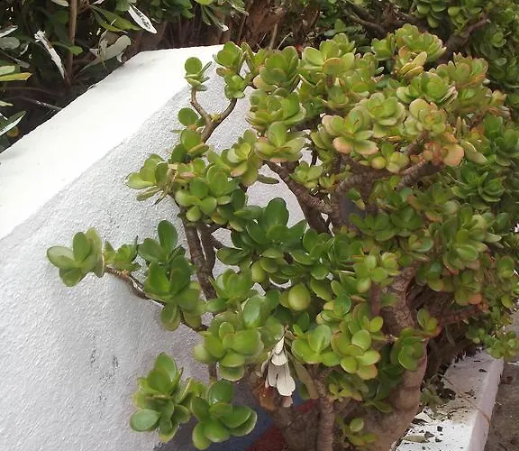 Casa De Ponta Εξοχικό σπίτι *