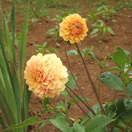 Casa De Ponta Landhuis *