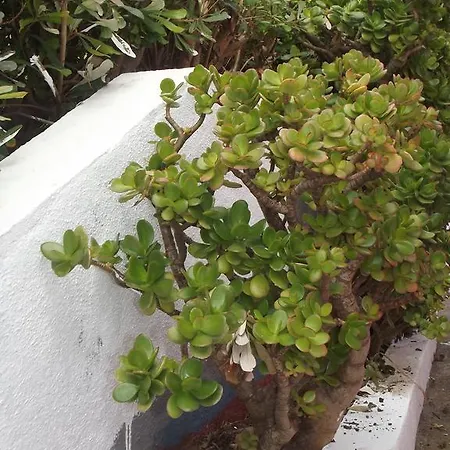 Casa De Ponta בית כפרי *